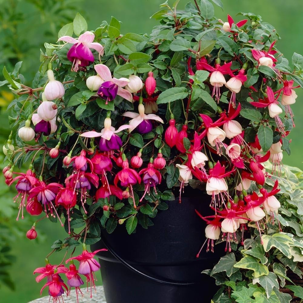 Fuchsia Flower Seeds, Potted Flowers DIY, Bell Flower Seeds
