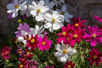 Cosmos Mix Flower Seeds for Planting - Vibrant Annual Blooms for Your Garden