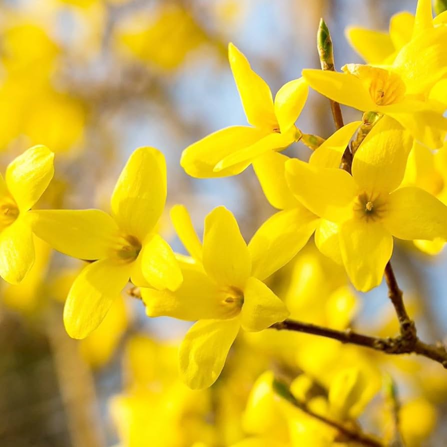Forsythia Seeds for Planting Forsythia Suspensa flower bed landscape border