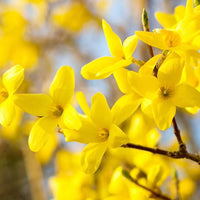 Forsythia Seeds for Planting Forsythia Suspensa flower bed landscape border