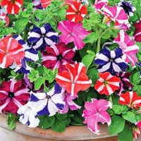 Pelletta Petunia Semi Candypops Picotee Mix Seeds