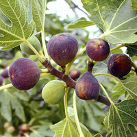 Brown Turkey Fig Seeds for Planting – Heirloom Non-GMO Tropical Fruit Tree Seeds