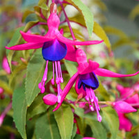 Orange Fuchsia Flower seeds for Planting Shade Tolerant Heirloom & GMO Free Seeds for Home Garden