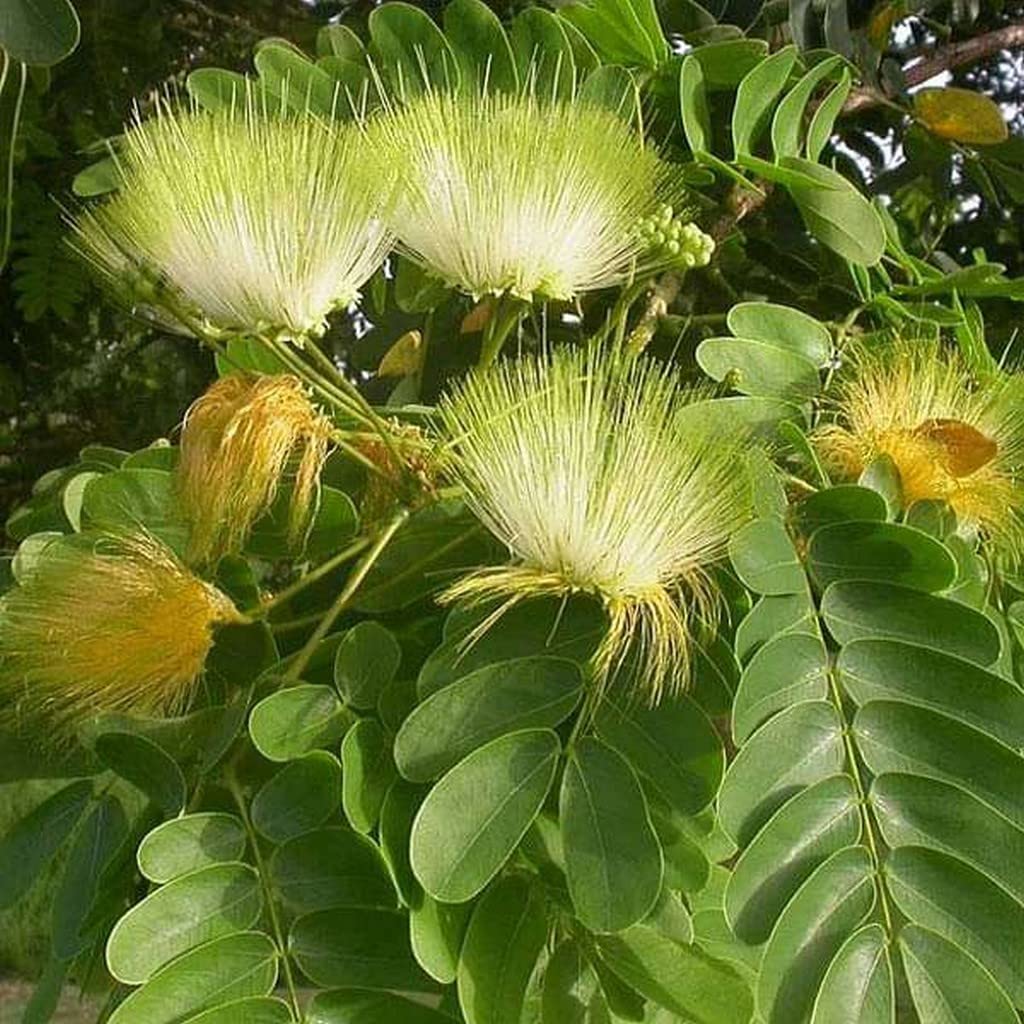 Green Albizia Flower Seeds for Planting Cut Flower Favorite Heirloom & GMO Free Seeds for Home Garden
 
 Sale