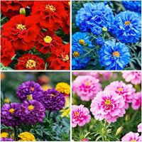 Perennial Flower seeds for Planting Garden Favorite Heirloom & GMO Free Seeds for Home Garden