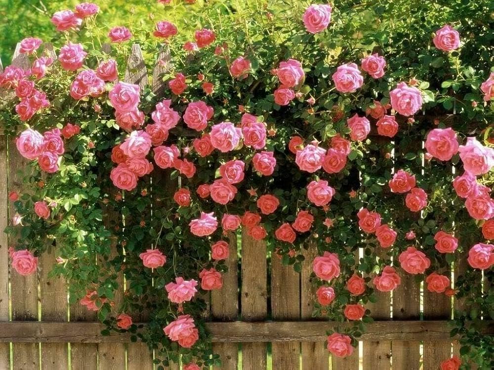 Pink Climbing Rose Seeds Flower seeds for Planting Fragrant Blossoms Heirloom & GMO Free Seeds for Home Garden