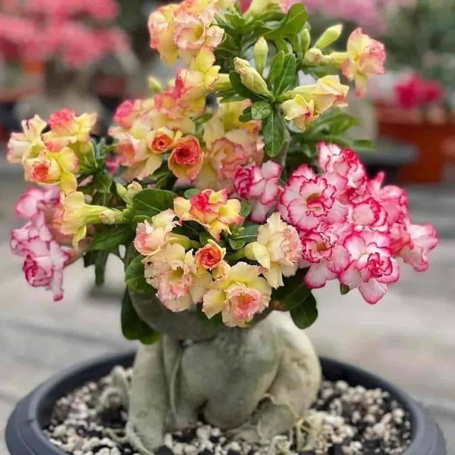 Desert Rose flowering plants in an outdoor garden