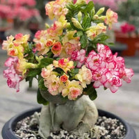 Desert Rose flowering plants in an outdoor garden