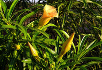 Yellow Alpine Bottlebrush Flower seeds for Planting - Hardy Variety, Heirloom & GMO Free Seeds for Home Garden
 
 Sale seeds for planting in home garden