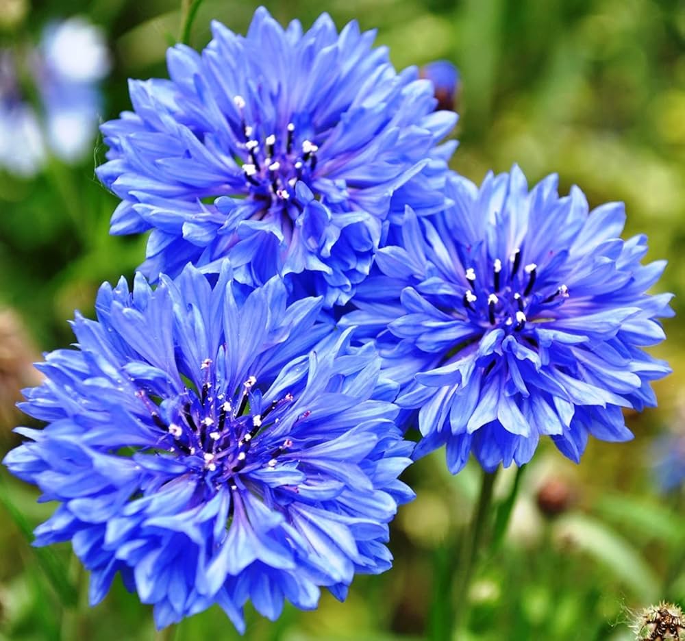 Blue Hankeanus Flower seeds for Planting - Wildflower Mix, Heirloom & GMO Free Seeds for Home Garden