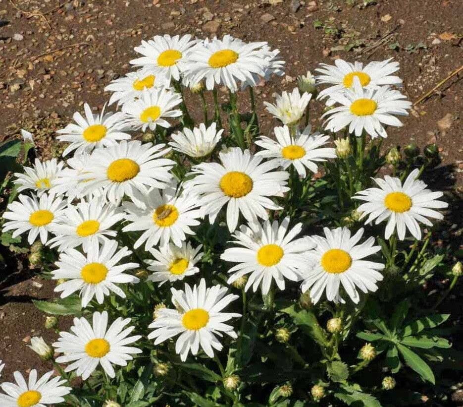 Shasta Daisy Flower Seeds – Classic White Blooms for Garden Planting