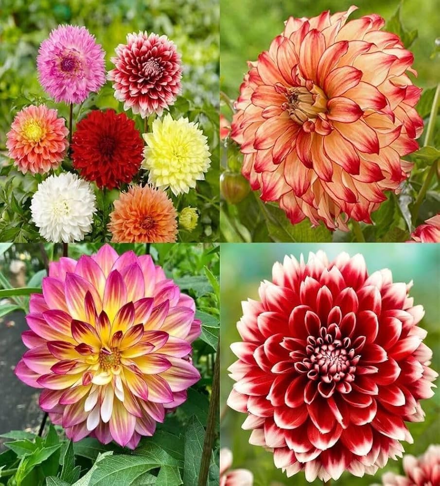 Giant Flower seeds for Planting Compact Growth Heirloom & GMO Free Seeds for Home Garden