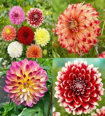 Giant Flower seeds for Planting Compact Growth Heirloom & GMO Free Seeds for Home Garden