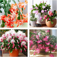 Multicolor Schlumbergera Flower Seeds for Planting Wildflower Mix Heirloom & GMO Free Seeds for Home Garden
 
 Sale