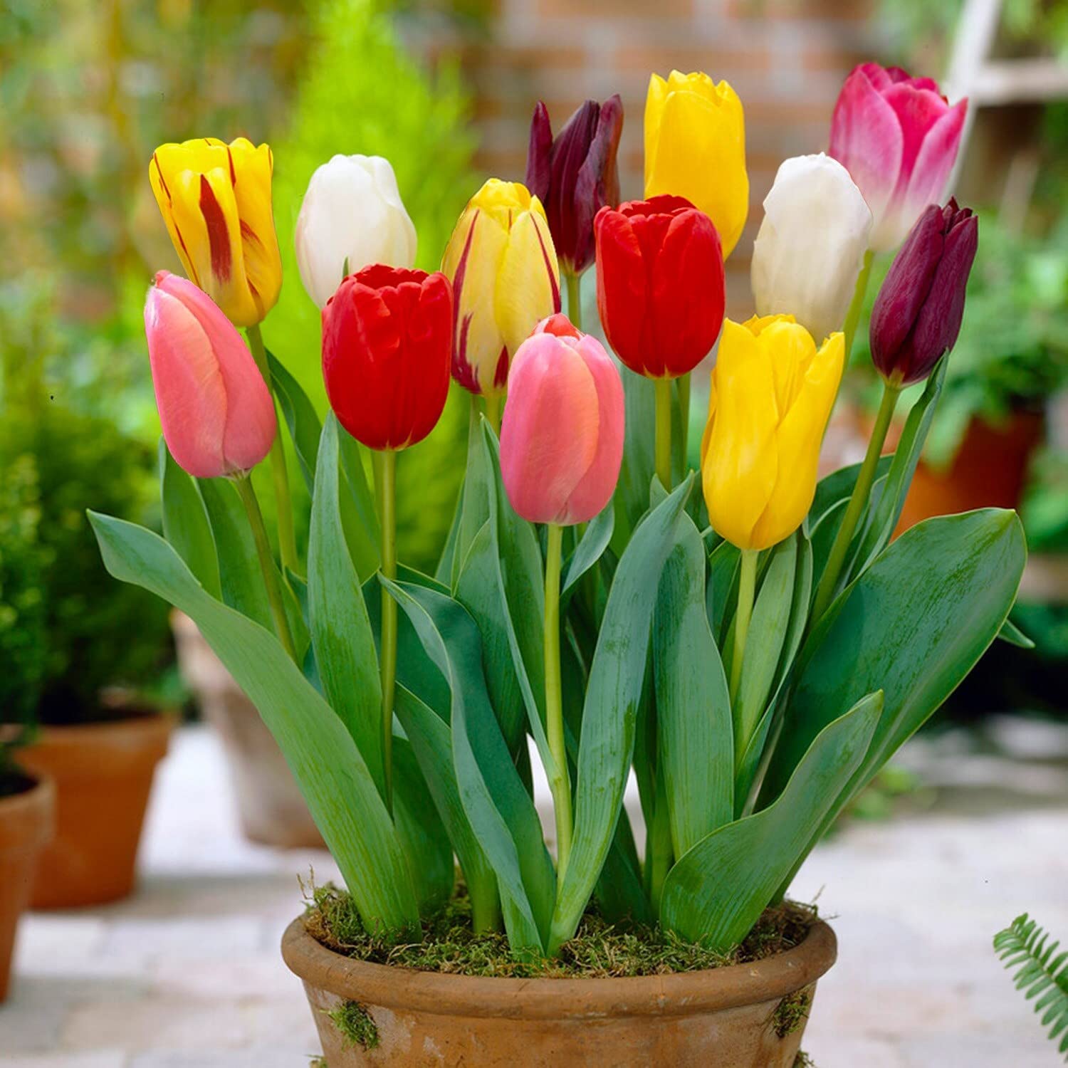 Tulip Bulbs Flower seeds for Planting Easy to Grow Heirloom & GMO Free Seeds for Home Garden
