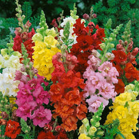 Snapdragon Flower seeds for Planting Garden Favorite Heirloom & GMO Free Seeds for Home Garden