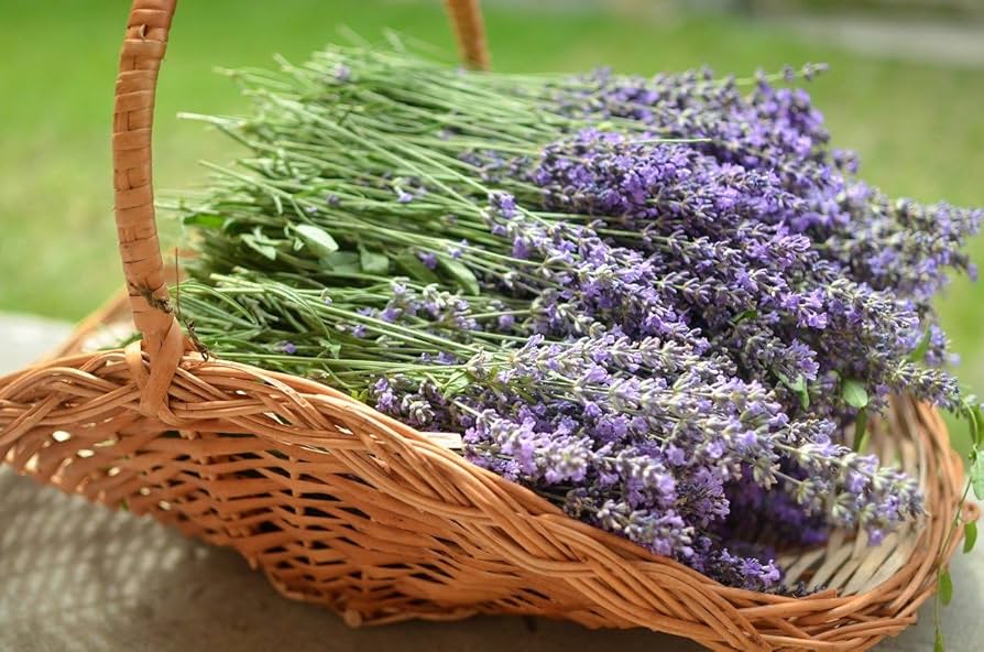 Lavender Lavandula angustifolia for planting in flower bed