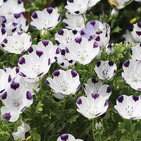 Five Spot Seeds for Vibrant, Eye-Catching Blooms