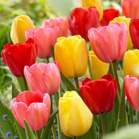 Tulip Tree Flower seeds for Planting - Premium Quality, Heirloom & GMO Free Seeds for Home Garden