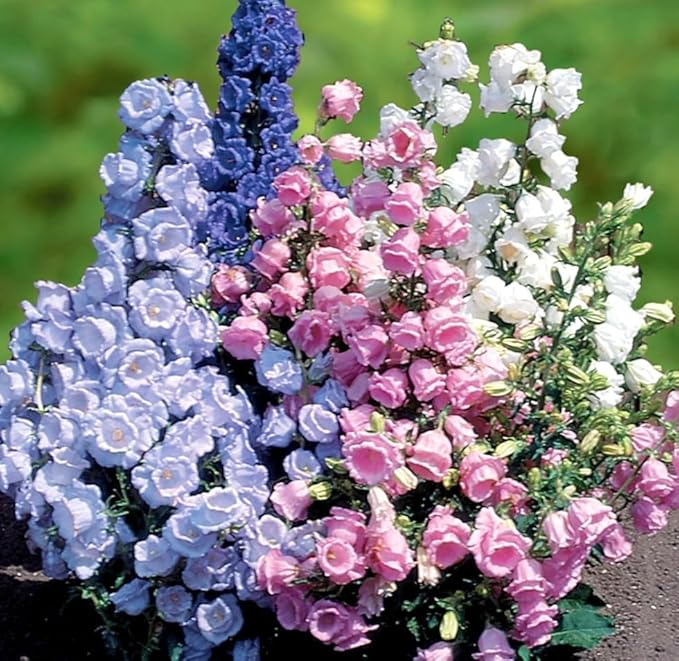 Pure White Heirloom Campanula "Canterbury Bells" Seeds for Elegant White Bells