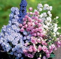 Pure White Heirloom Campanula "Canterbury Bells" Seeds for Elegant White Bells