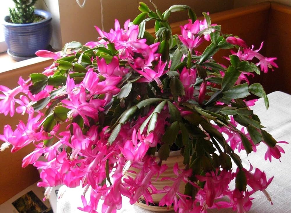 Pink Flagelli Flower seeds for Planting Garden Favorite Heirloom & GMO Free Seeds for Home Garden
 
 Sale