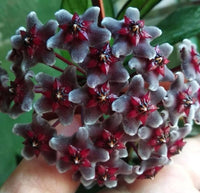 Black Hoya Flower seeds for Planting Vibrant Colors Heirloom & GMO Free Seeds for Home Garden