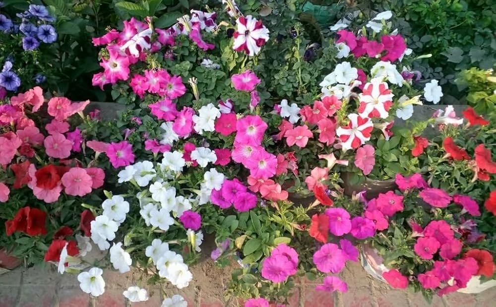Petunia Seeds for Planting Petunia Hybrida mixed colors flower bed window pot