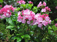 Mountain Laurel Seeds Kalmia Latifolia for Planting Woodland Shrubs