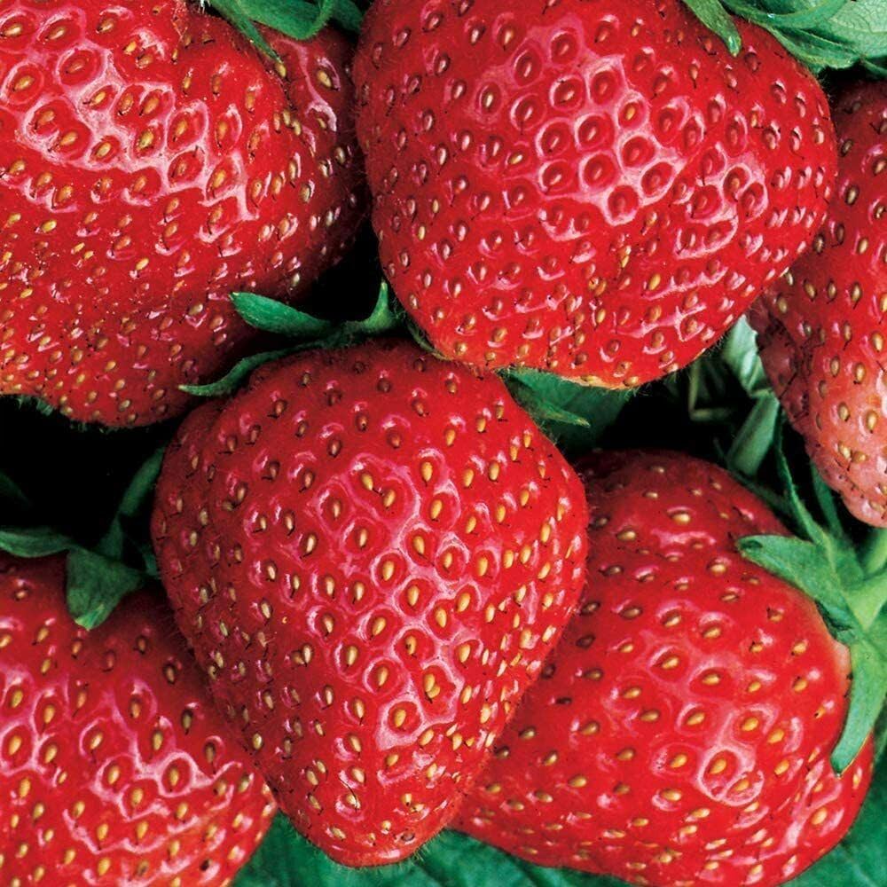Super Red Fragola Gennaro strawberry plants growing in garden containers