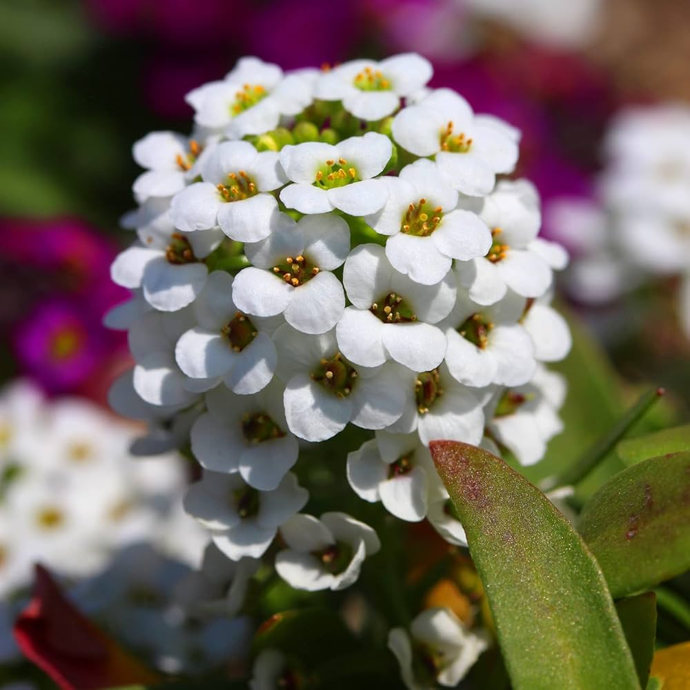Alyssum Flower seeds for Planting Shade Tolerant Heirloom & GMO Free Seeds for Home Garden