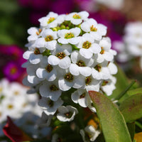 Alyssum Flower seeds for Planting Shade Tolerant Heirloom & GMO Free Seeds for Home Garden
