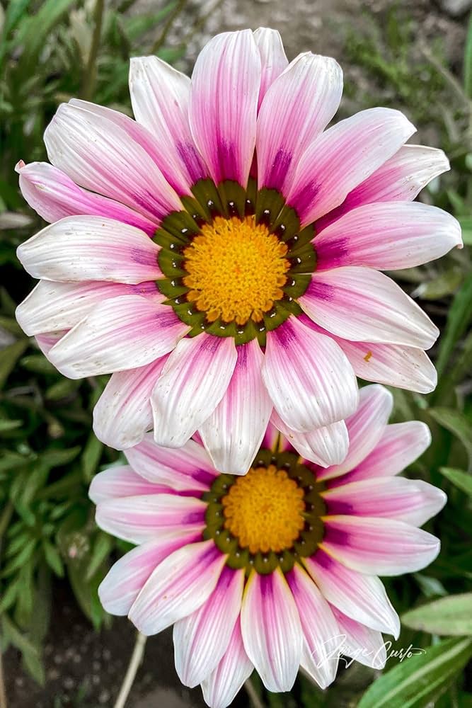 Cream Pink Gazania Flower Seeds for Planting Drought Tolerant Heirloom & GMO Free Seeds for Home Garden
 
 Sale