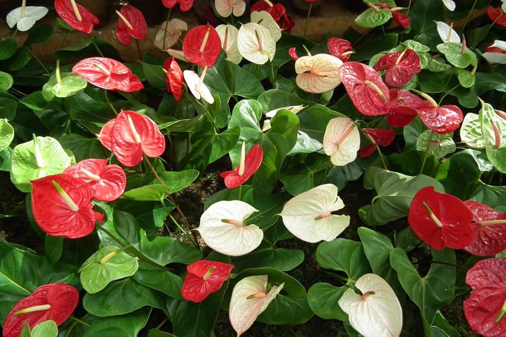 Red White Anthurium Flower Seeds for Planting Easy to Grow Heirloom & GMO Free Seeds for Home Garden
 
 Sale