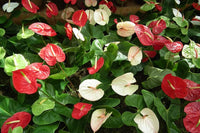 Red White Anthurium Flower Seeds for Planting Easy to Grow Heirloom & GMO Free Seeds for Home Garden
 
 Sale