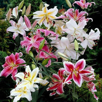 Stargazer Lily Bulbs | Perennial Ornamental Flowers for Garden Planting