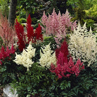 Astilbe Flower Astilbe spp. Seeds for Planting in Flower Bed & Garden