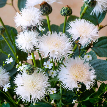 Centaurea Moschata Flower seeds for Planting Drought Tolerant Heirloom & GMO Free Seeds for Home Garden