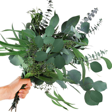 Mixed Eucalyptus Flower seeds for Planting - Vibrant Colors, Heirloom & GMO Free Seeds for Home Garden
 
 Sale seeds for planting in home garden