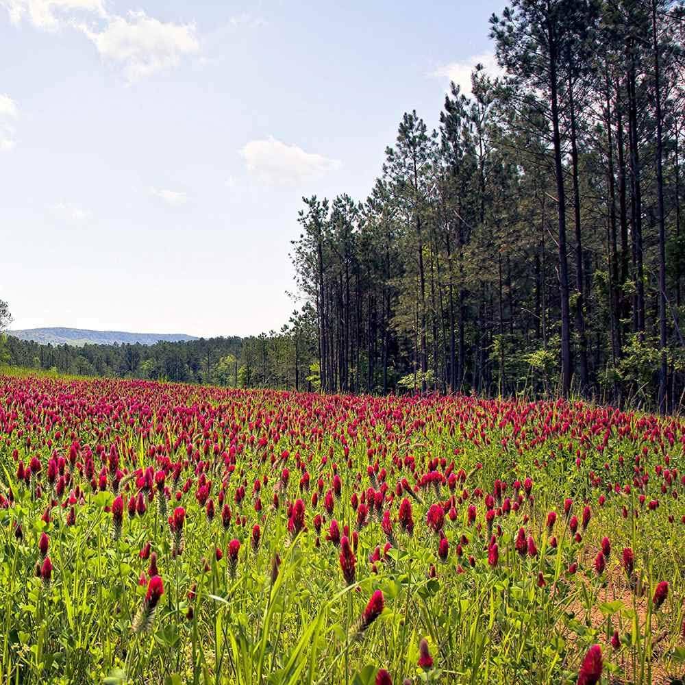 Outsidepride Crimson Clover Seeds – Vibrant Clover for Garden & Landscape Areas