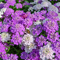 Candytuft Flower seeds for Planting Perfect for Borders Heirloom & GMO Free Seeds for Home Garden