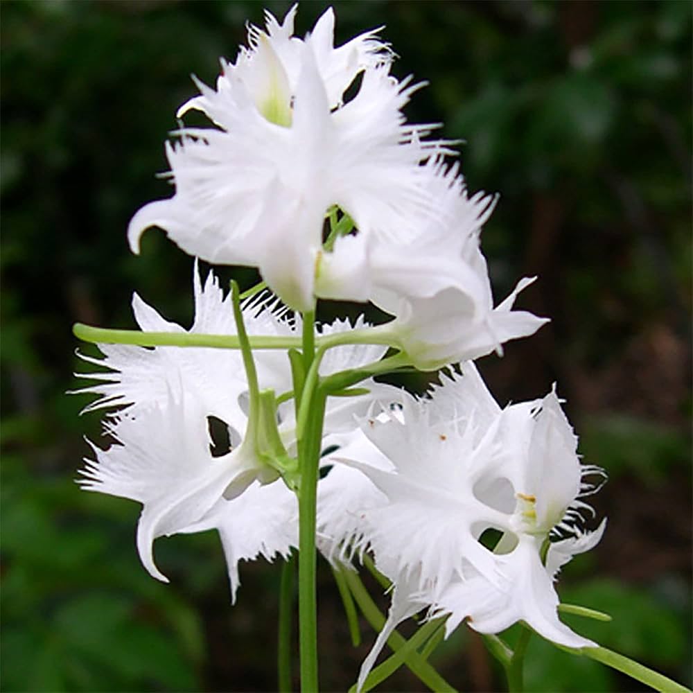 White Egret Flower Seeds for Easy Planting