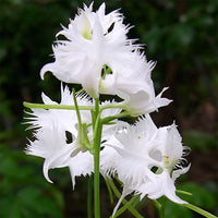 White Egret Flower Seeds for Easy Planting