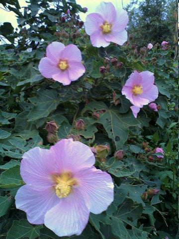 Hibiscus Makinoi Chinese Hibiscus Seeds for Vibrant Tropical Flowers