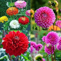 Mixed Dahlia flowers growing in an outdoor garden