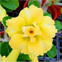 Light Yellow Succulent Flower Seeds for Planting Perfect for Borders Heirloom & GMO Free Seeds for Home Garden
 
 Sale