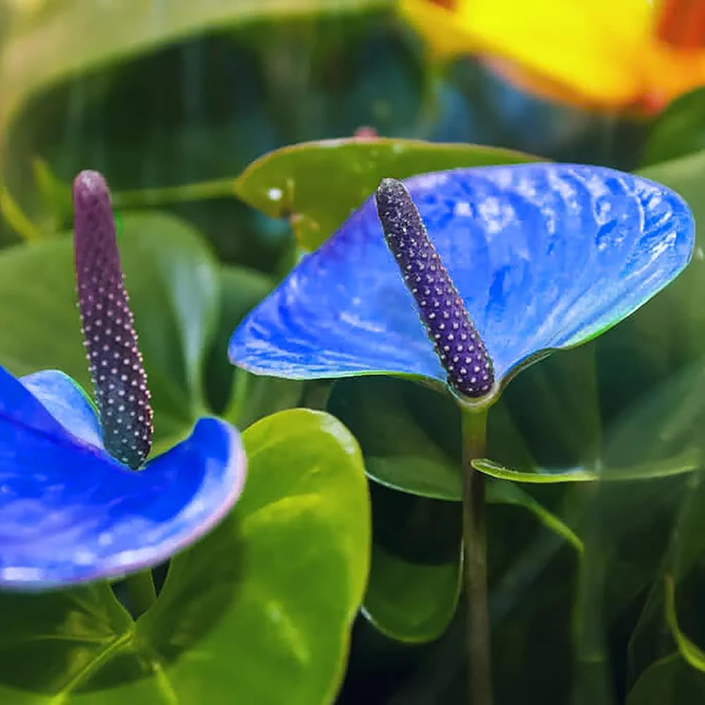 Blue Anthurium Perennial Flower Seeds for Planting Fragrant Blossoms Heirloom & GMO Free Seeds for Home Garden
 
 Sale