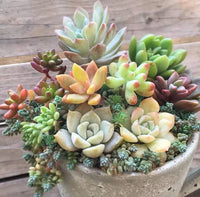 Mixed Sedum Flower seeds for Planting - Cut Flower Favorite, Heirloom & GMO Free Seeds for Home Garden
