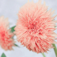 Pink Pooh Sunflower Seeds with unique pink sunflower blooms