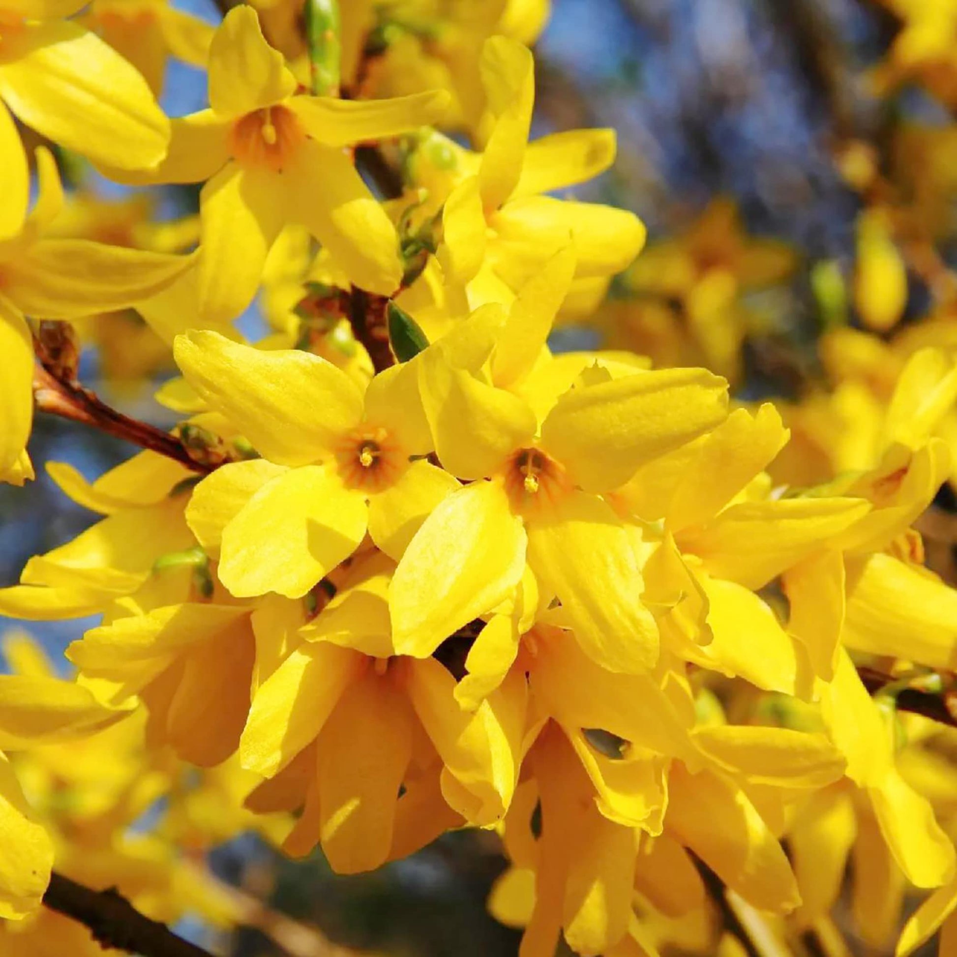 Forsythia Forsythia Suspensa Seeds for planting in landscape border